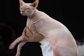 Sphynx. Gato sin pelo. cuidados