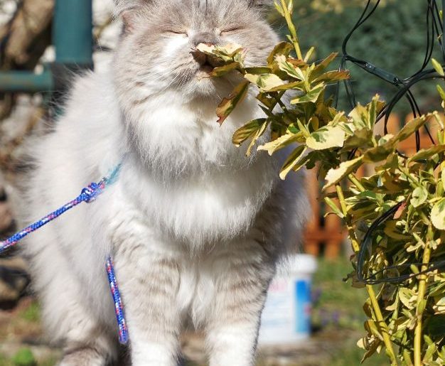 ¿Qué olores odian los gatos?