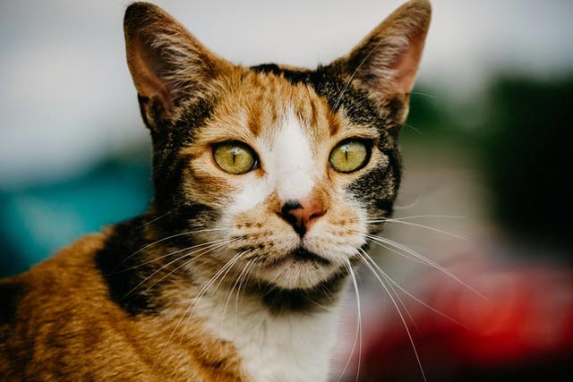 Galería de imágenes de gatos calicó