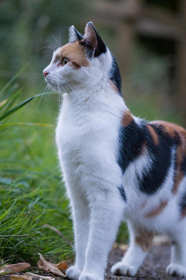 Galería de imágenes de gatos cálico