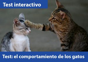 Test: el comportamiento de los gatos