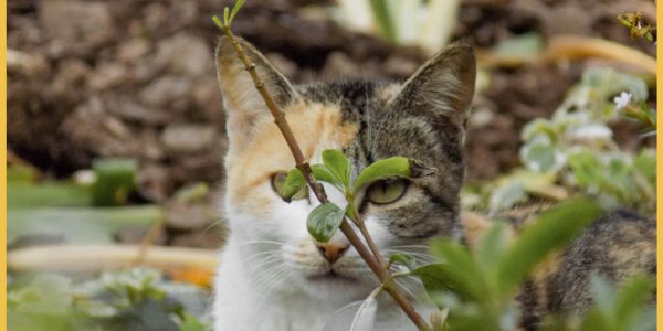 Razones porque los gatos comen hierba