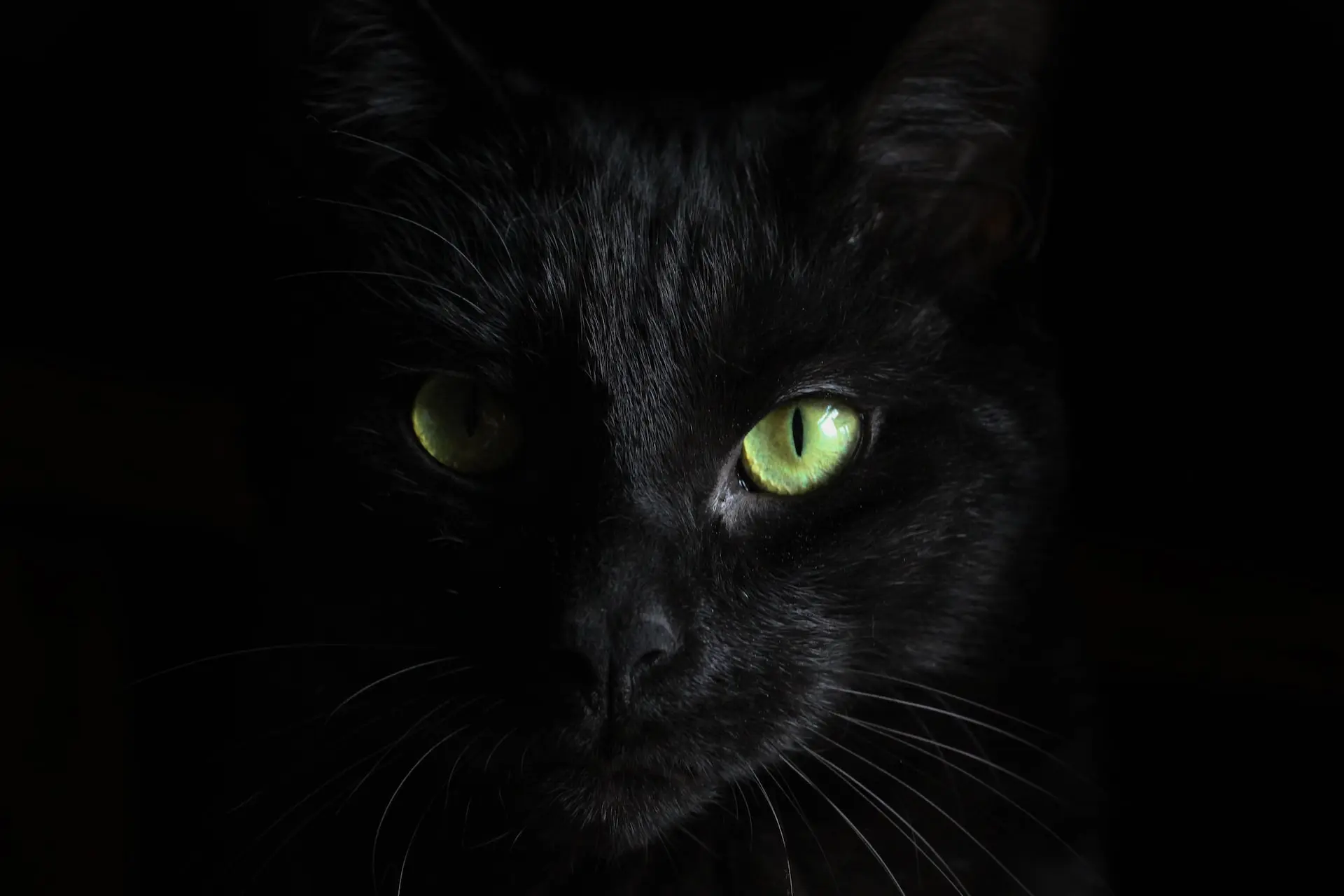 ¿Gato negro, mala suerte? Algo más que superstición