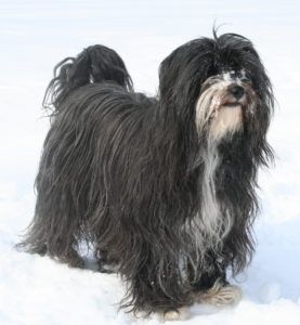 Terrier Tibetano El perro de la buena suerte