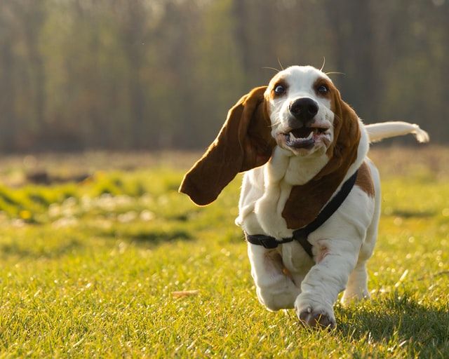 Basset Hound: conoce las curiosidades del perro salchicha