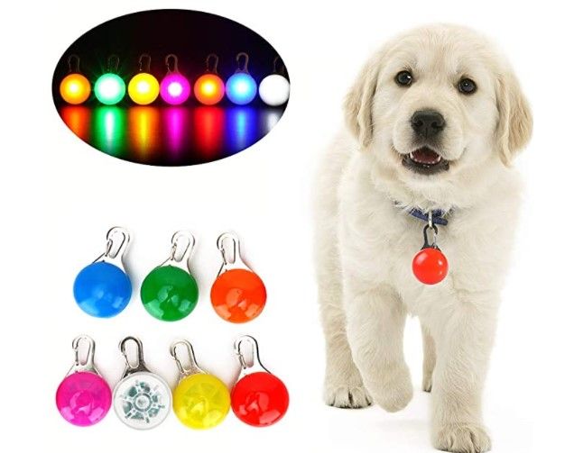 Cuánto cuesta un collar luminoso para perros? - La Web del Bichón Maltes
